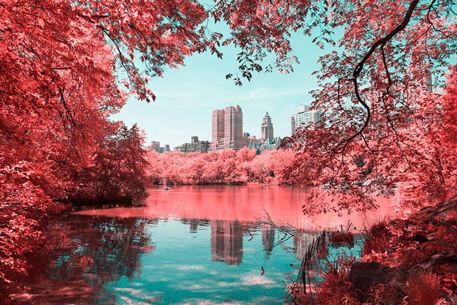 ИК-фотографии Центрального парка Нью-Йорка Paolo Pettigiani
