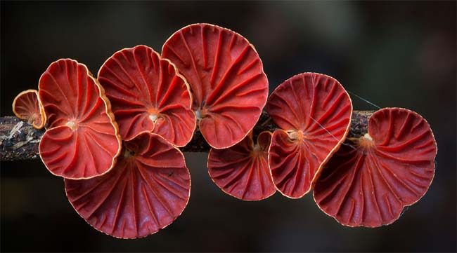 Необычные грибы фотографа Стива Эксфорда (Steve Axford)