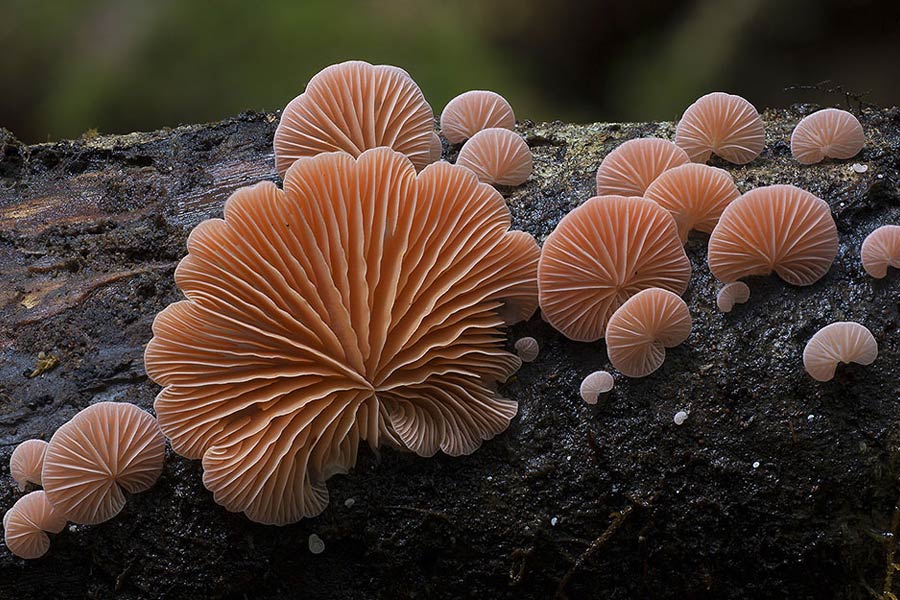 Необычные грибы фотографа Стива Эксфорда (Steve Axford)