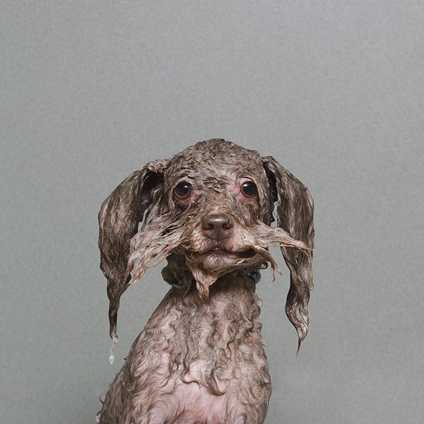 «Wet Dog» : Мокрые собаки Sophie Gamand