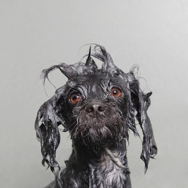 «Wet Dog» : Мокрые собаки Sophie Gamand