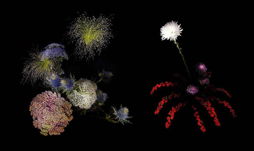 Отцвели уж давно : Цветочные фейерверки Sarah Illenberg