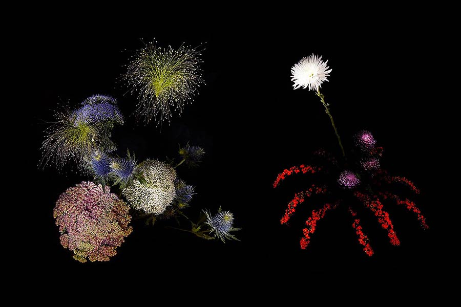 «Flowerwork» - Цветочные фейерверки Sarah Illenberg и Sabrina Rynas