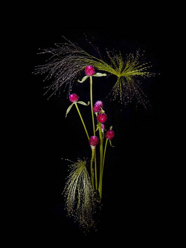 «Flowerwork» - Цветочные фейерверки Sarah Illenberg и Sabrina Rynas