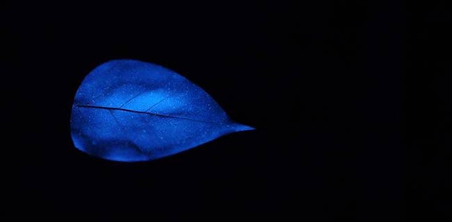 «Обон» : флюоресцирующие листья Miya Ando