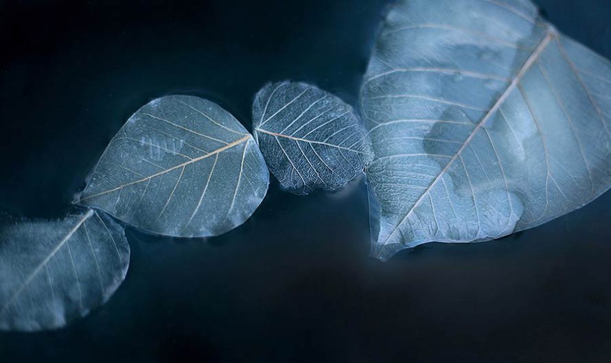Miya Ando : 1000 биолюминесцентных листьев Обона