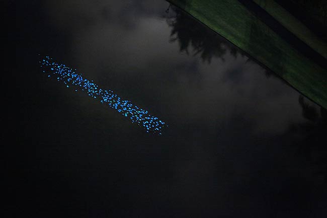 «Обон» : флюоресцирующие листья Miya Ando